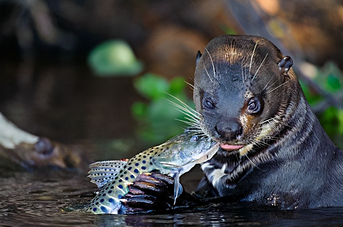 將鱷魚當做大餐，食人魚當做零食，凶猛的亞馬遜河狼——巨獺