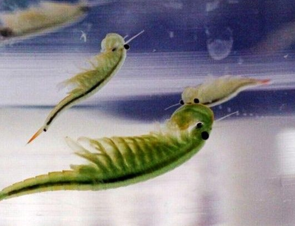 江苏连云港江苏现2亿年前物种仙女虾罕见活化石古老物种虾