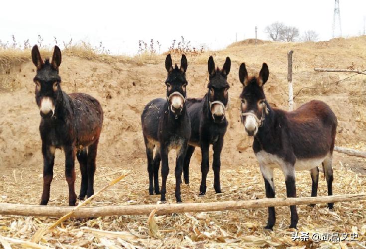 As the saying goes "Donkey meat is fragrant, horse meat is smelly, and