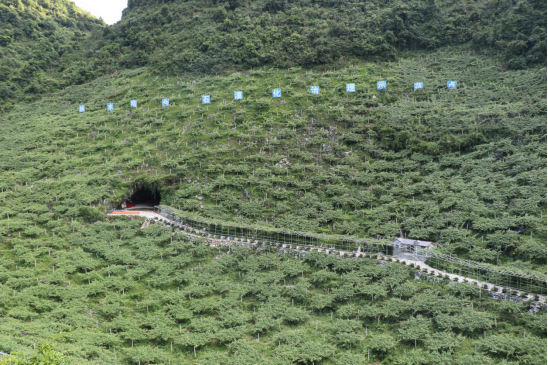 广西都安县：金秋时节 硕果累累