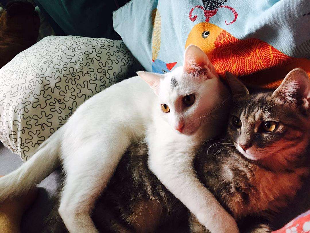 關於貓咪發情的那些羞羞事，養貓必讀