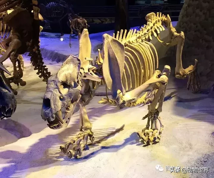 剑齿虎可不是单一的物种,它们是大家族