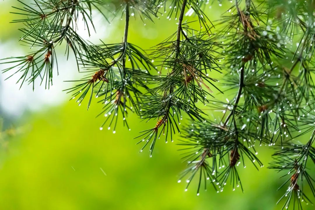 写夏天最好的10首诗词，首首都是绝唱-第9张图片-非凡网