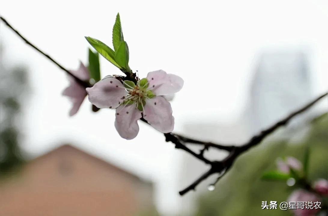 清明将至，哪一天上坟最好？农村俗语“上单不上双”告诉你！