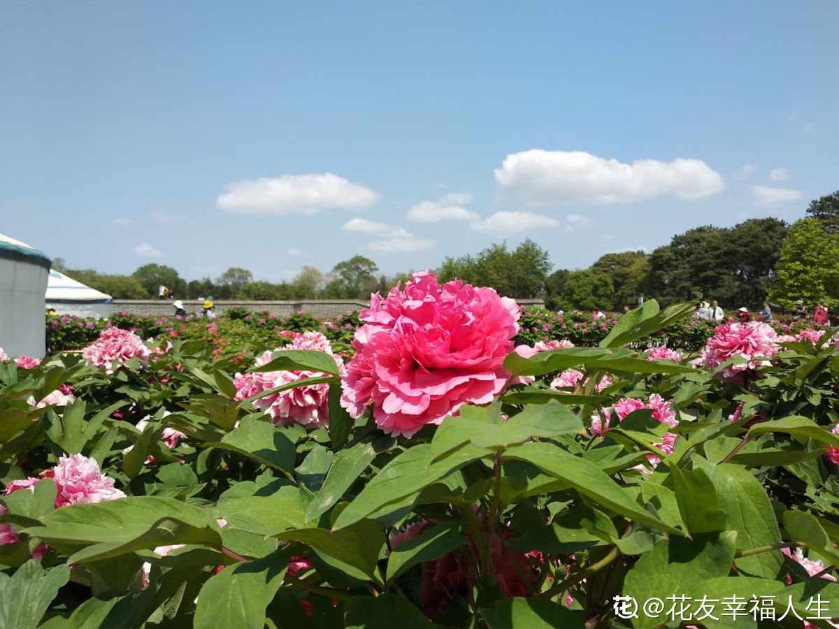 養(yǎng)4種植物堪稱“投資”，養(yǎng)得越久，價值翻好幾倍