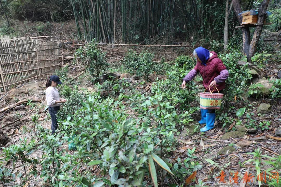 探访藏在高山云雾里的珍稀野生始祖茶