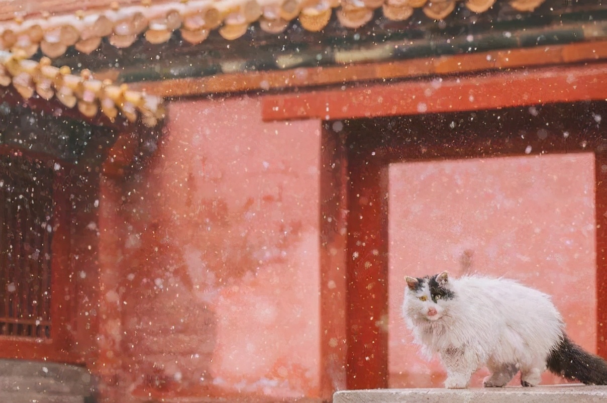 故宮裡有近200只貓，為什麼旅遊時卻看不到，原來它們才是這的王