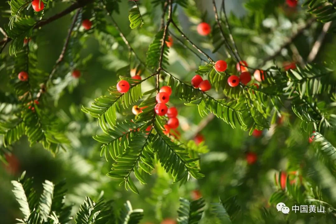 世界野生动植物日｜黄山，万物生灵繁衍生息的天堂