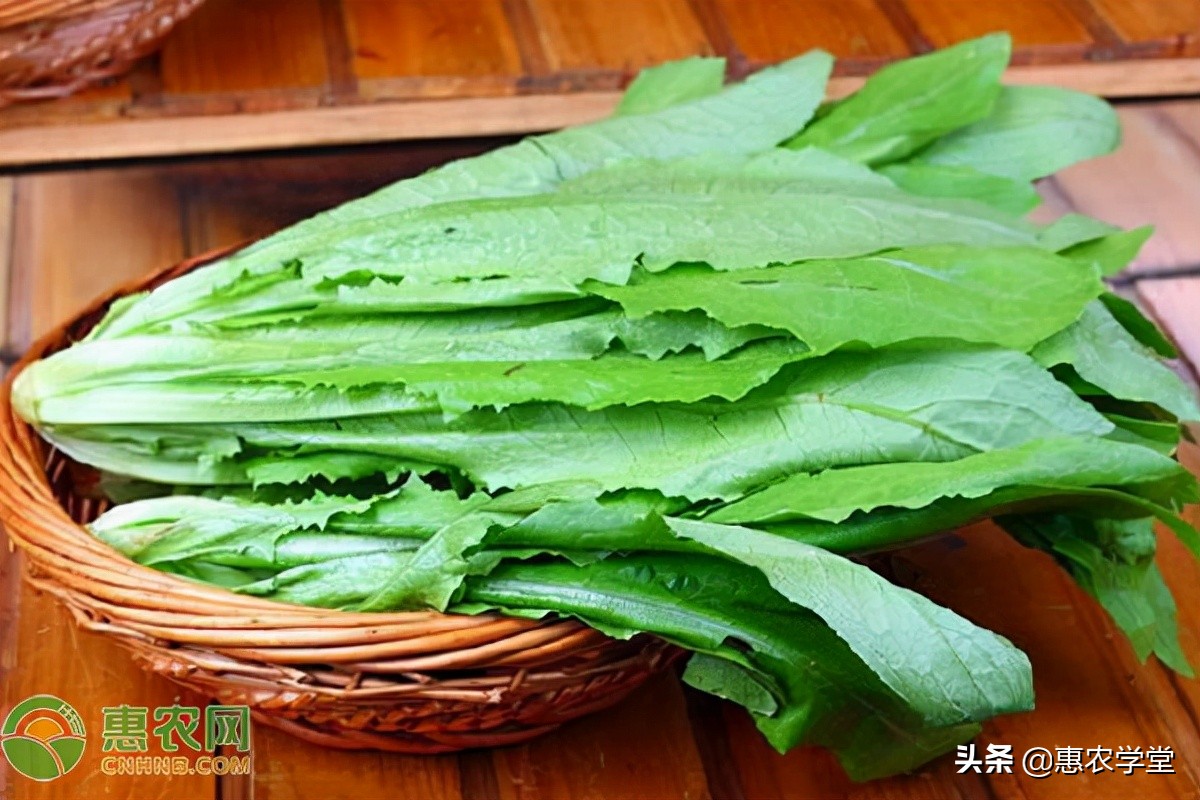 What is the difference between Youmai Cai and lettuce leaves?What