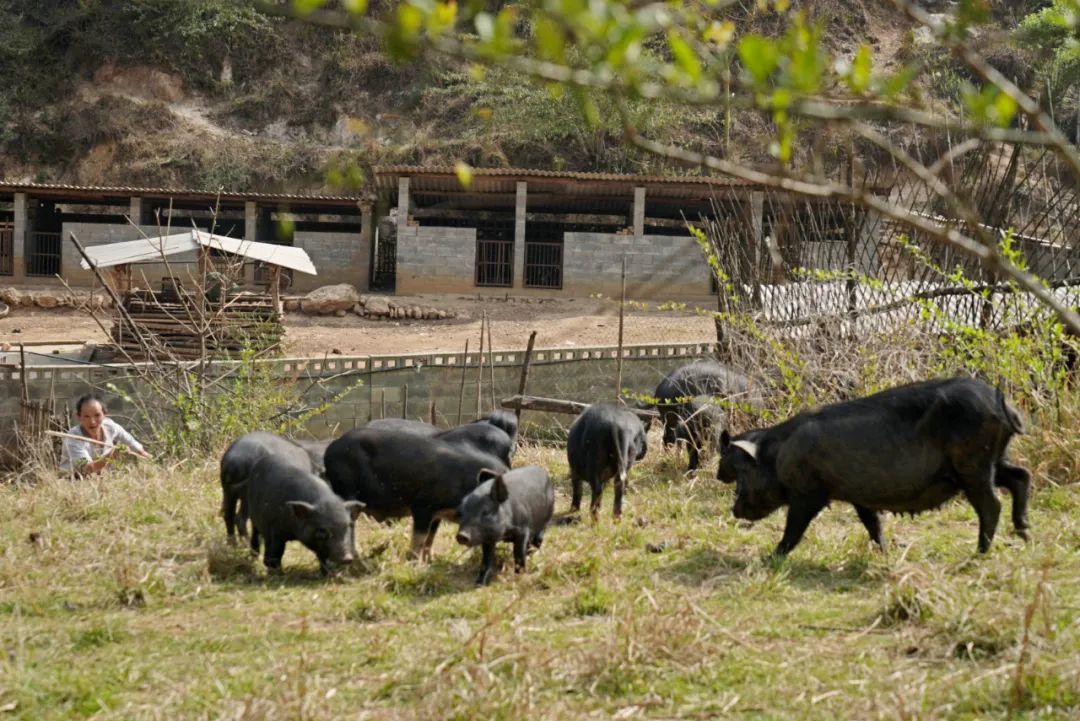 硬核！央视《味道》拍摄在腾冲完美收官！