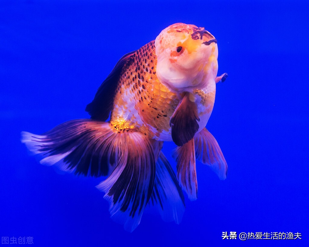 頭瘤類金魚頭部有白點是什麼原因 本篇進行詳細分析 熱愛生活的漁夫 Mdeditor