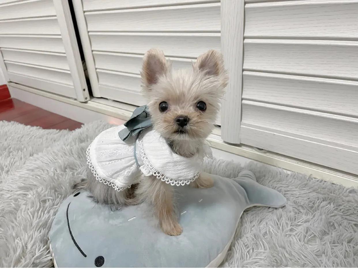 PPT - 博美狗沙皮狗拉不拉多西施狗土狗獅子狗獒犬約克夏牧羊犬抖抖狗狼犬松鼠狗PowerPoint Presentation - ID:5726994, image size:1242x932