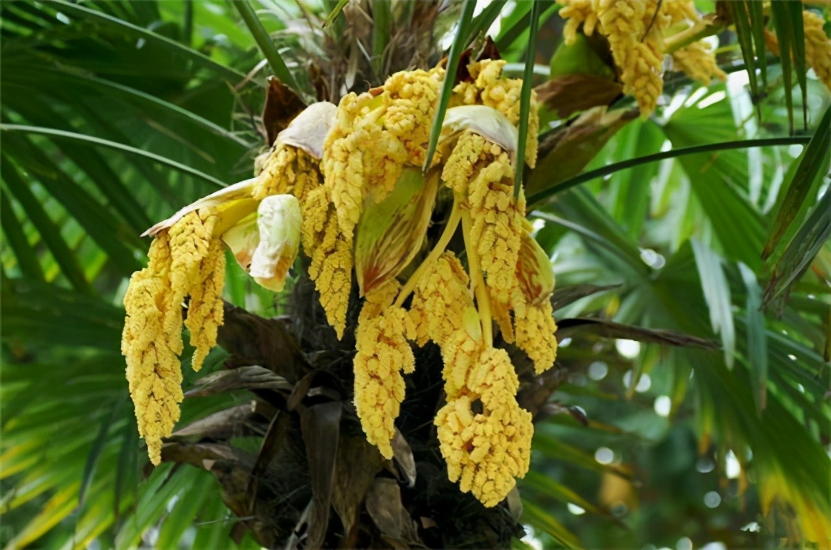 This kind of "fish roe" that grows on the tree can be eaten both raw