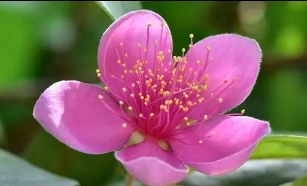 160種· 奇花異草，絕對有你沒見過的！ 「下部分」