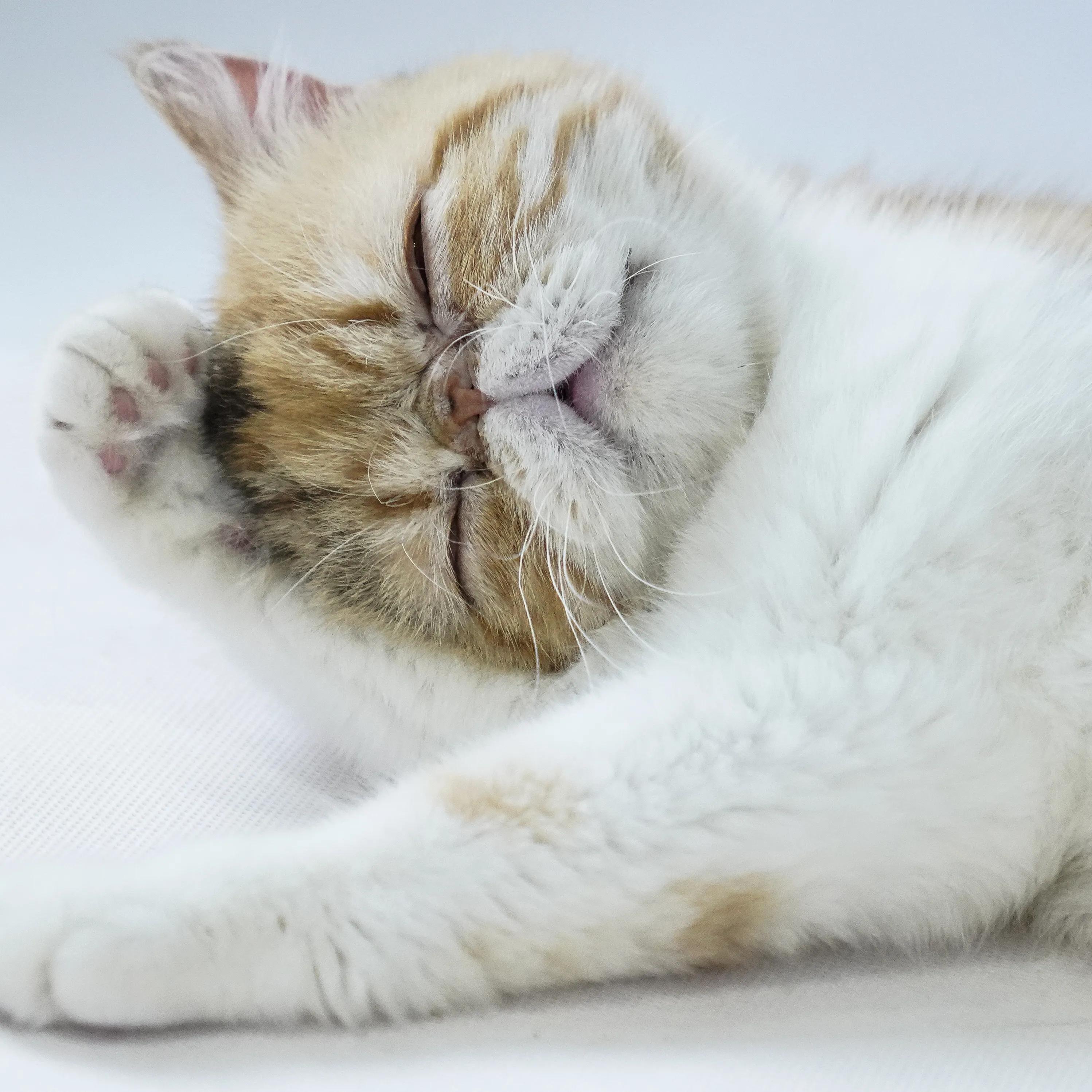 宠物拍摄猫咪篇