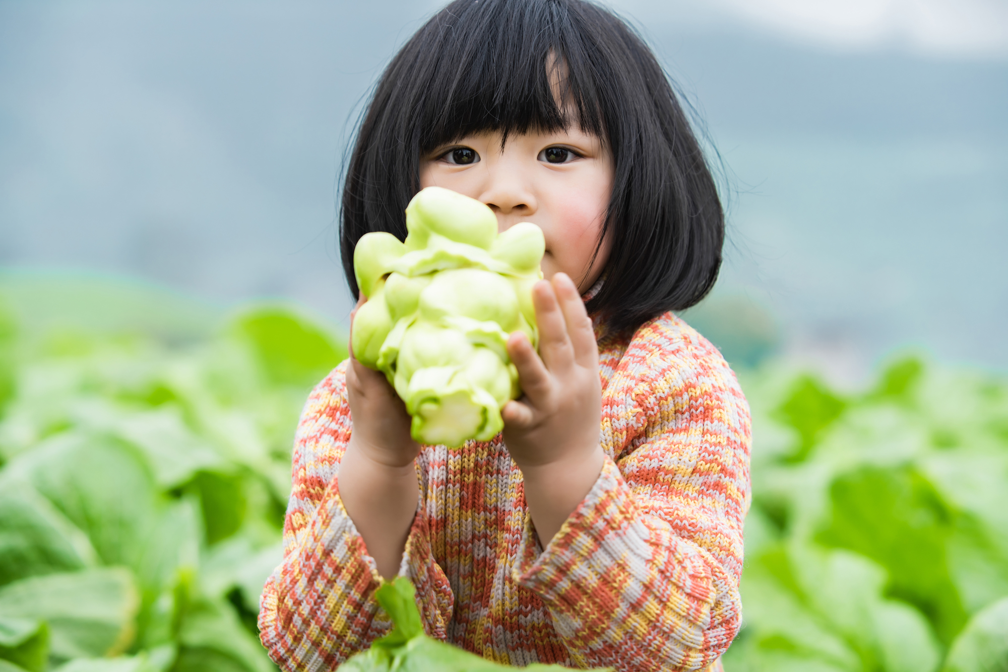 穿行北緯30 ° 探索一包神奇榨菜的誕生