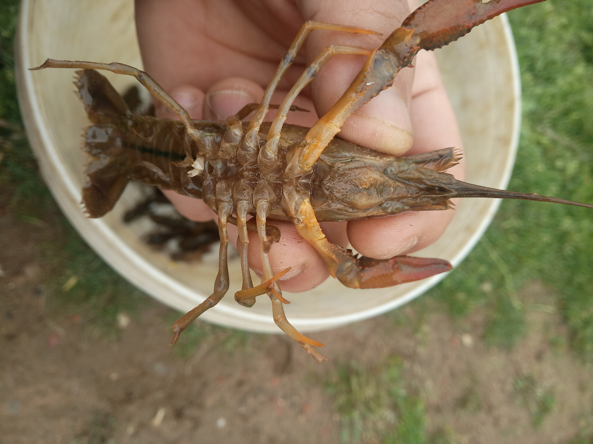 稻虾田收割之后稻茬到底是留长还是留短？稻茬返青是好事吗？