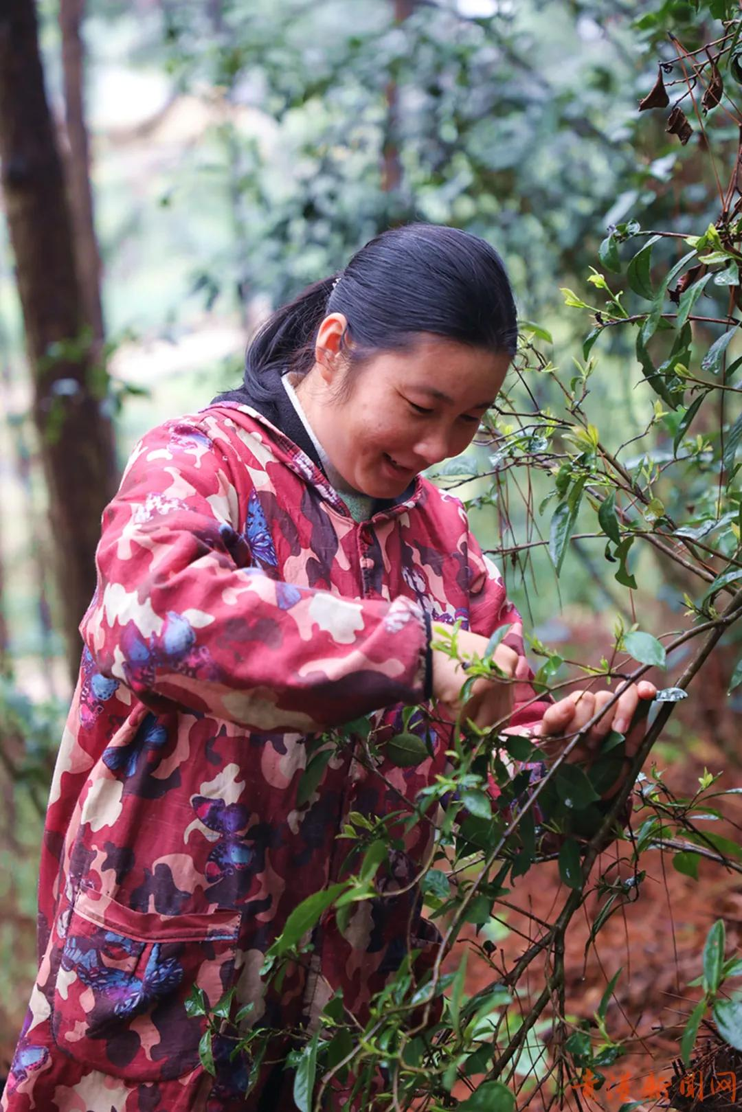 探访藏在高山云雾里的珍稀野生始祖茶