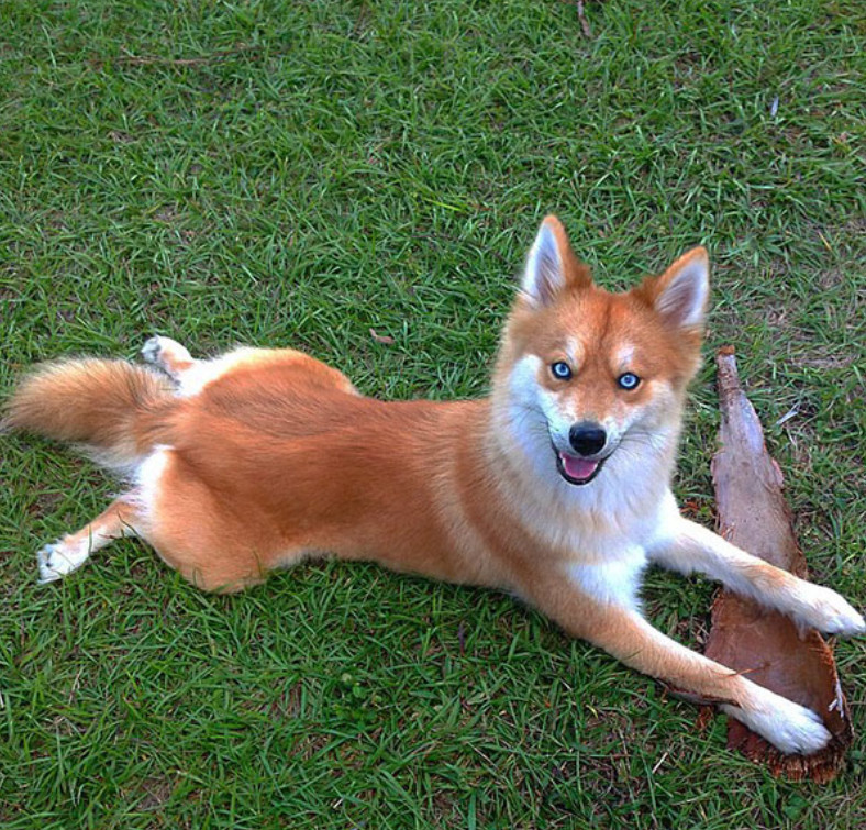 狗狗出門總被認成“狐狸”，它的身世曝光後，大家誇讚：神基因