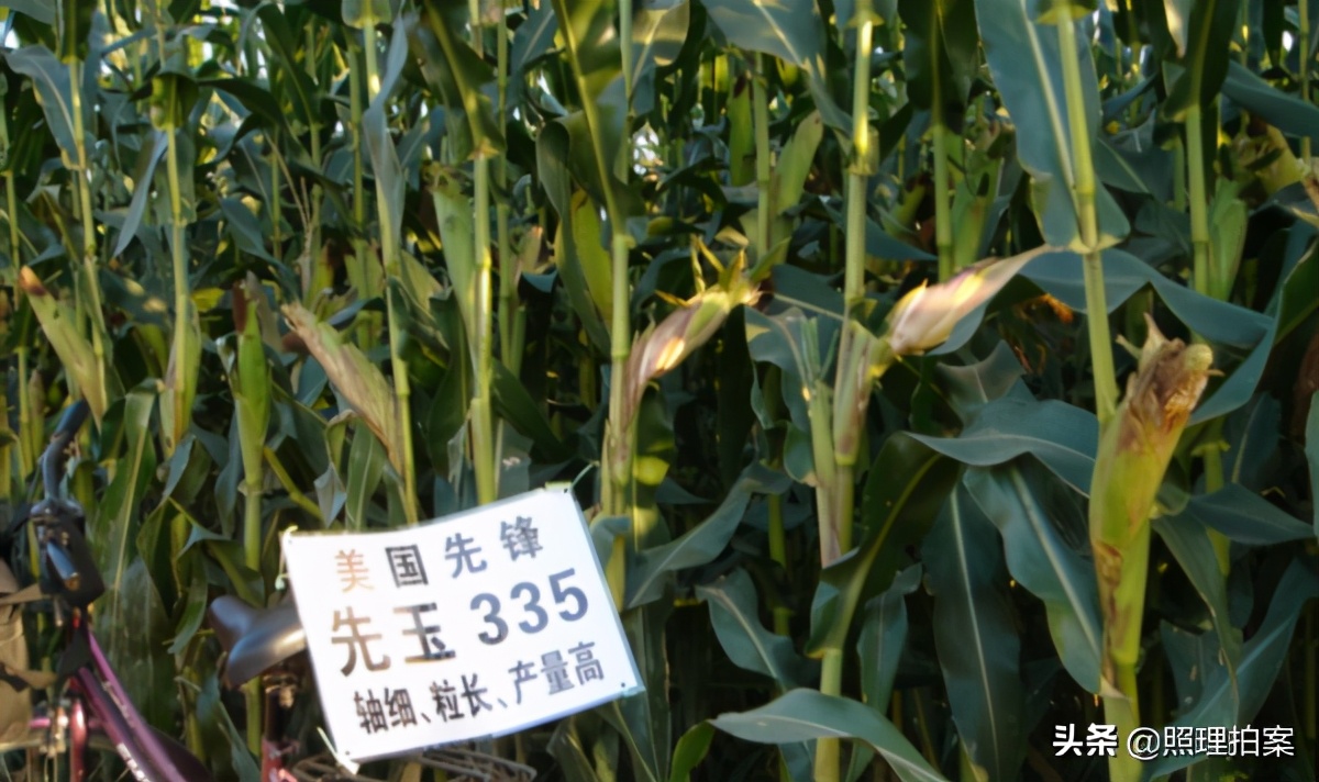 美國糧食計划算盤落空！ 中國不是菲律賓、韓國日本，早就未雨綢繆