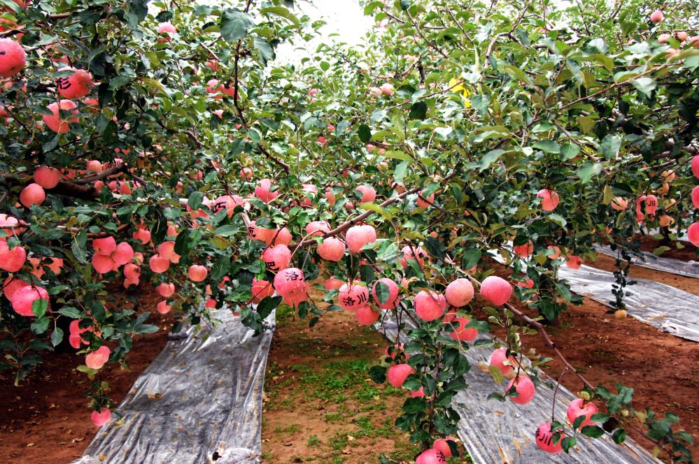 全中国哪里的苹果最好吃？请认清这5个产地，甜美清脆，果中珍品