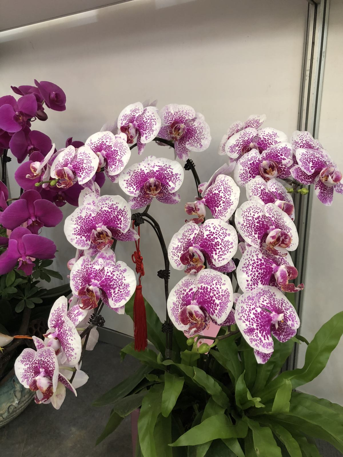 The most popular " year night is spent " , the Spring Festival raises casually, lively festival