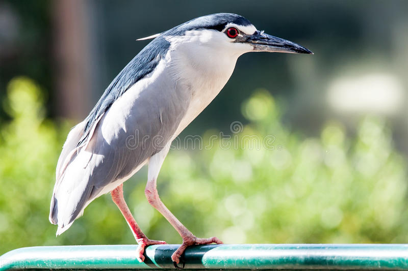 北京動物園的編外居民，不請自來的神秘鳥類：夜鷺