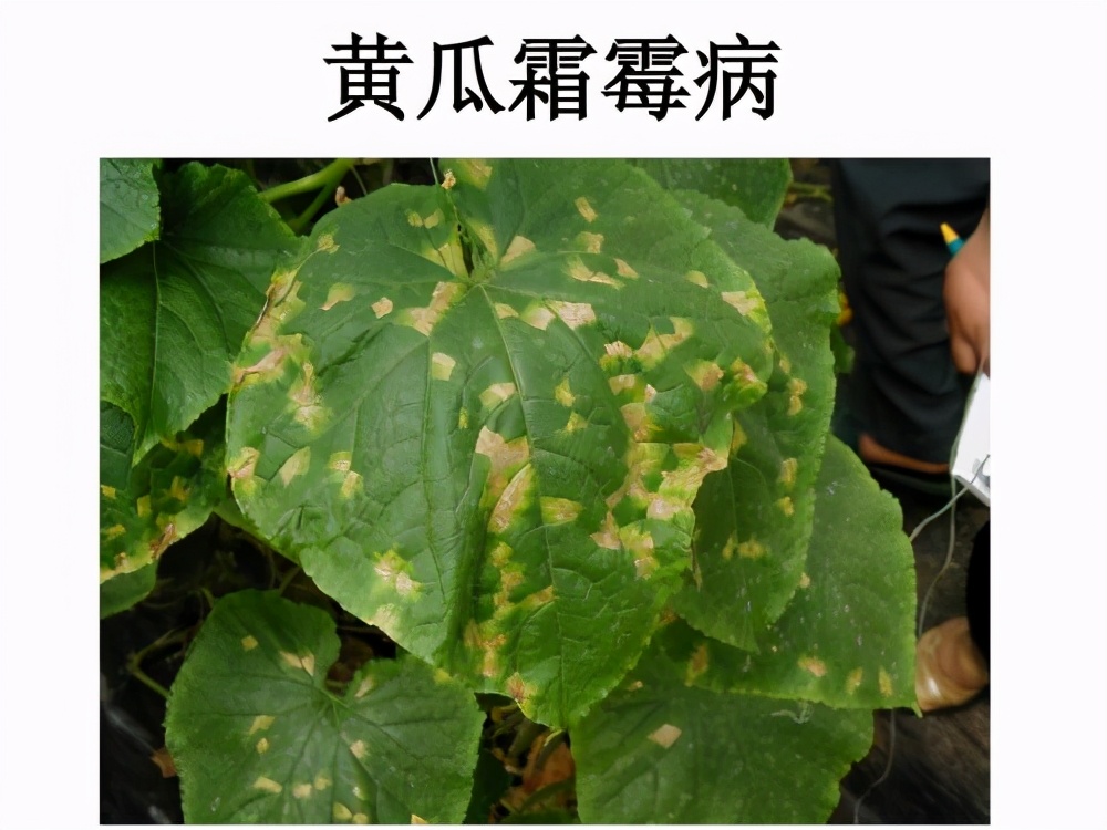 种植黄瓜，这样防治病害，产量比较高（黄瓜常见病害防治）