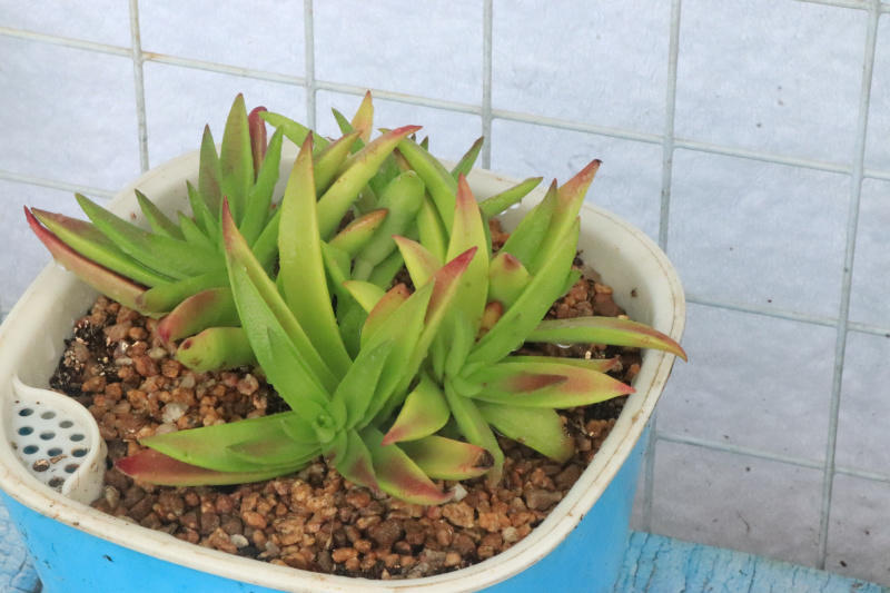 赤鬼城 景天科青锁龙属多肉植物 中小型种 易群生 资讯咖