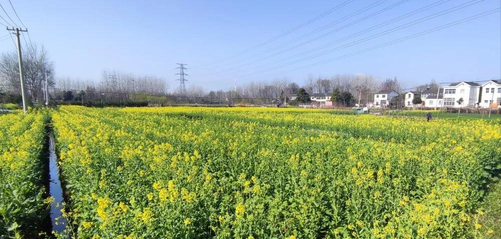 南京江北新区:春风又绿江北岸,长芦街道通江集村邀您赏春