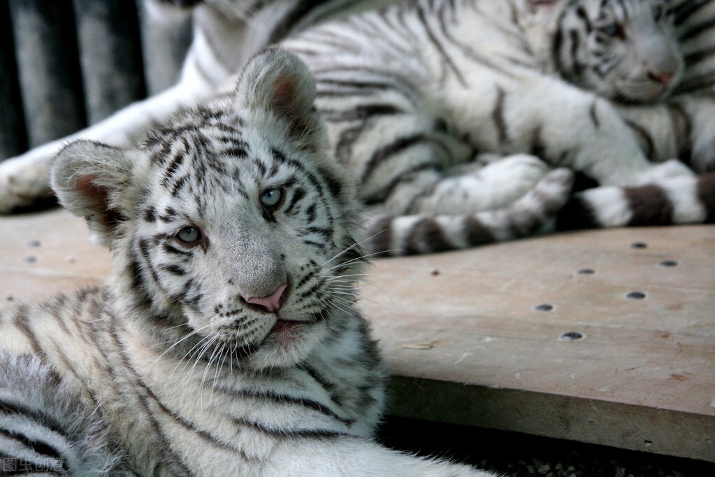 White Tiger vs. White Lion, who is the real king of kings? - iNEWS