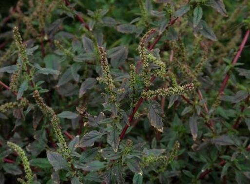 Amaranth Invasive Amaranth: a different invasive species, some elders also want it, the ...