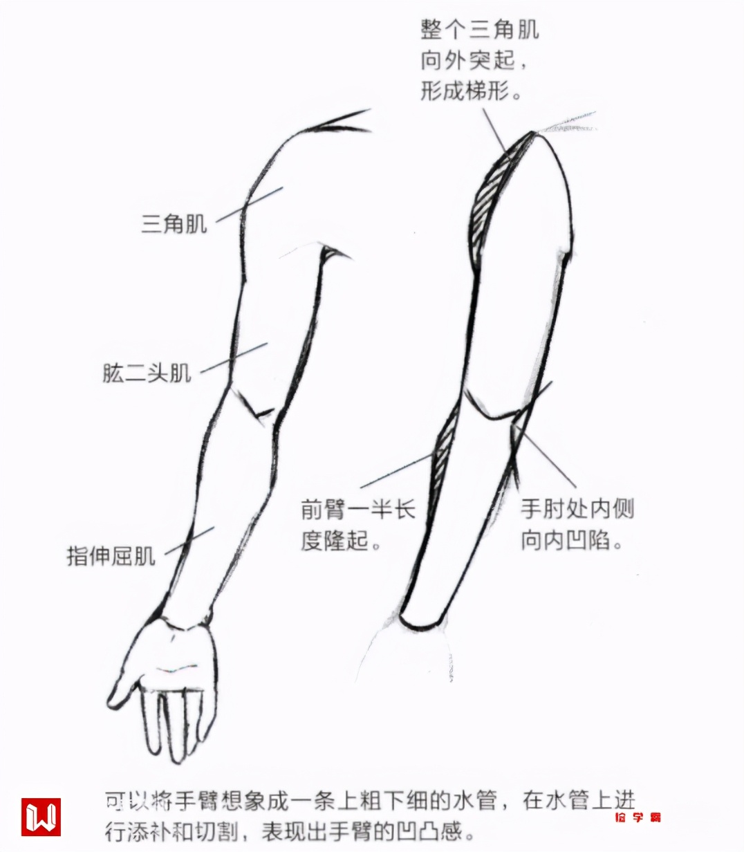 Arm muscles text How to Draw MangaAnime  Dibujos de personas Arte de  anatomía humana Tutorial de anatomía