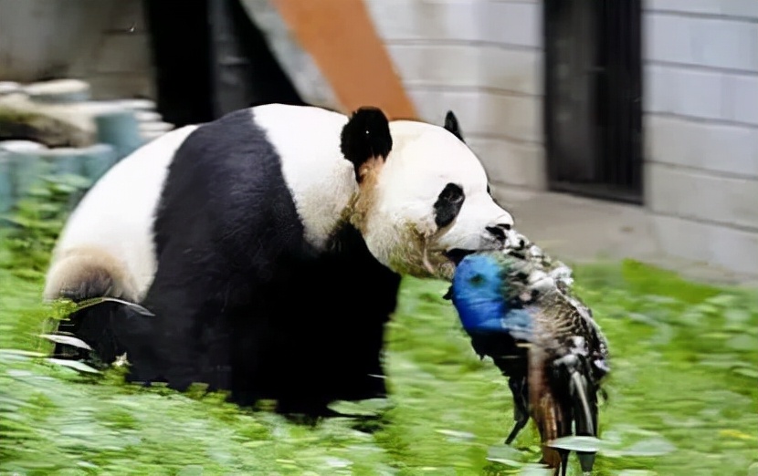 Why do cows eat snakes?Is the cattle lacking nutrition?Or are you