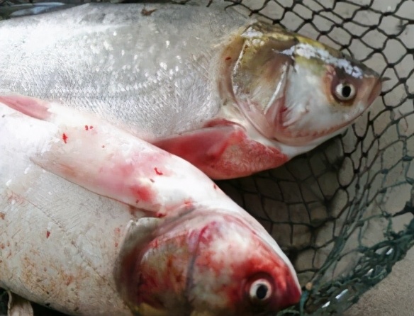 淡水鱼类在高温期暴发性流行病(败血症)的防治