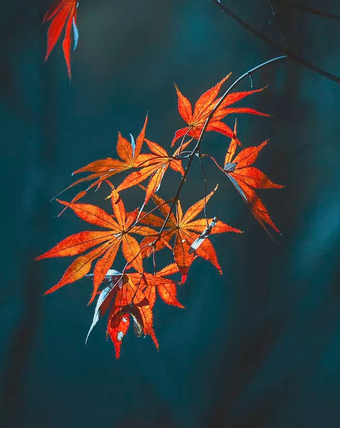 秋风起，在秋天里，赴一场诗意之约-第11张图片-诗句网