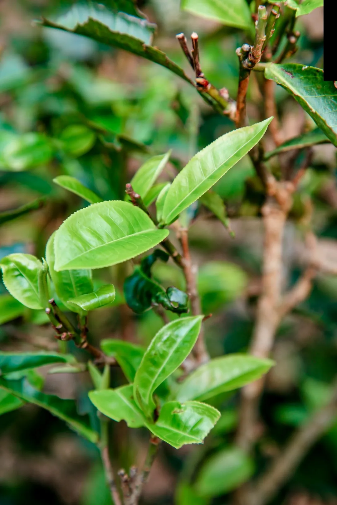 贺开古茶园春茶开采,隔着屏幕都能闻到茶香