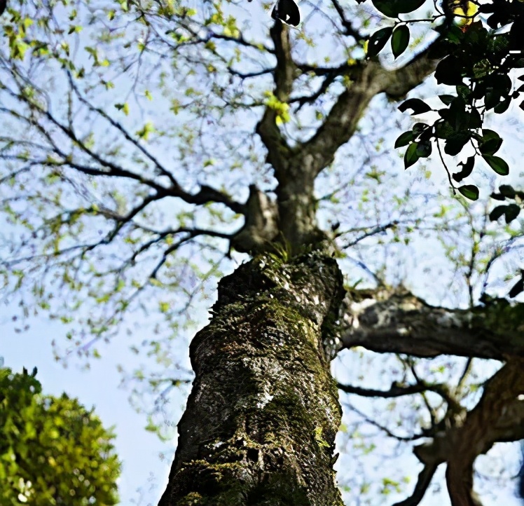 世界野生动植物日，来看看地球上仅剩一只（株）的动植物