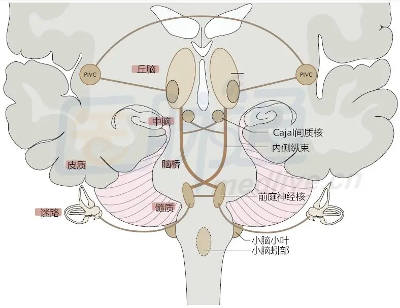 前庭覺系列(一) 前庭覺是什麼？ - 資訊咖