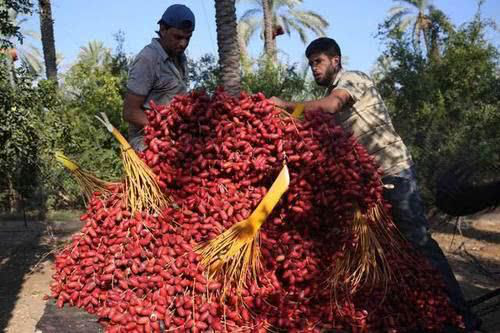 迪拜土豪最爱的零食，原来也不是稀罕物，在中