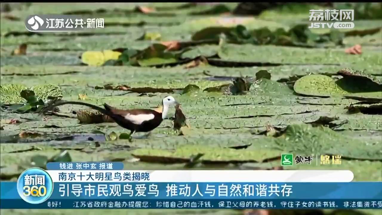南京推选十大明星鸟类 震旦鸦雀领衔入围名单
