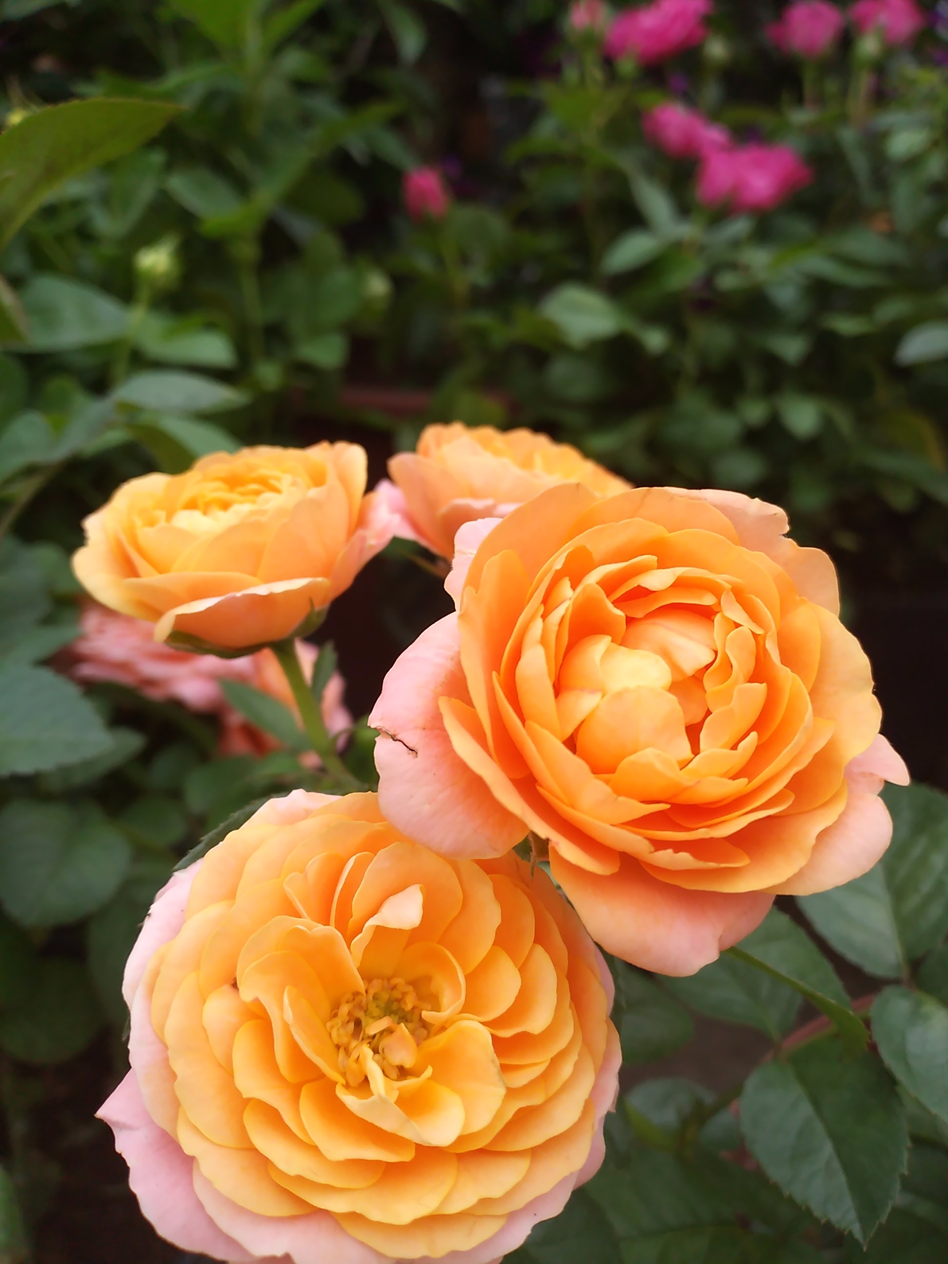 这些你都知道它们的名字吗？看看你能认出多少植物的名字吧。