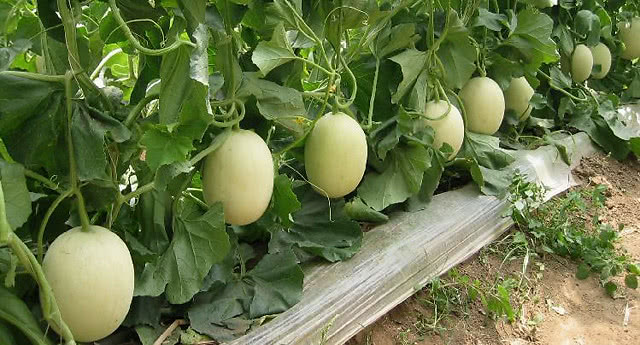 甜瓜重茬根腐用什么灌根好？枯萎黄萎喷什么药