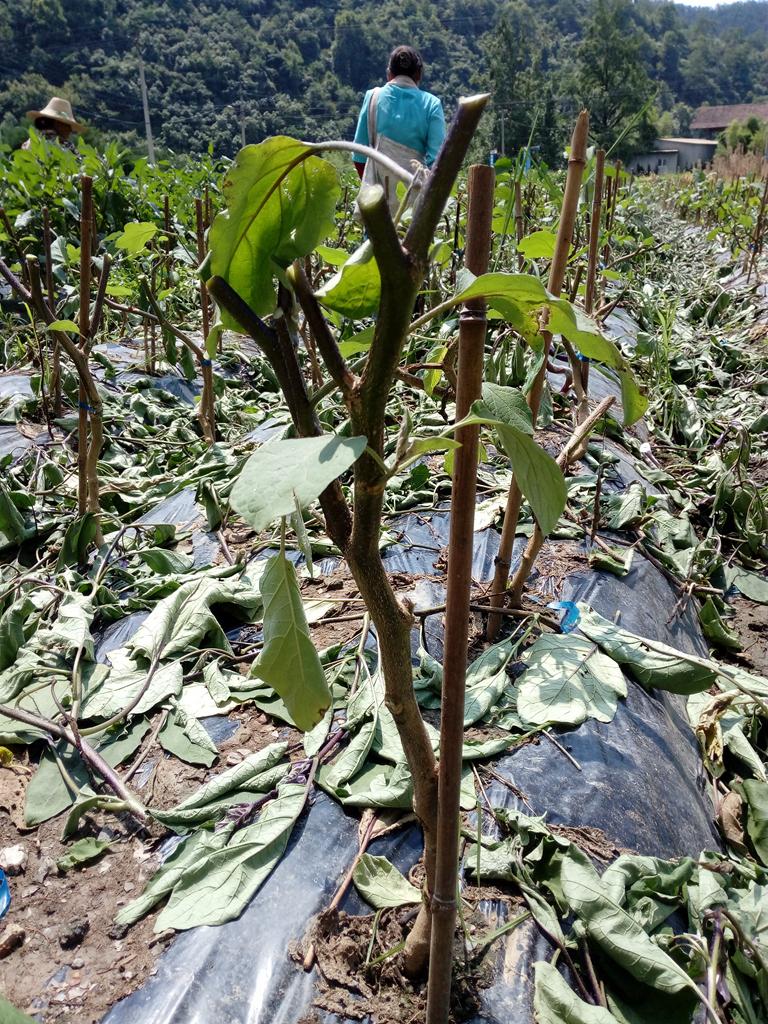 茄子高产有窍门，学会剪枝再生栽培，种一茬采摘2次，一亩多5000