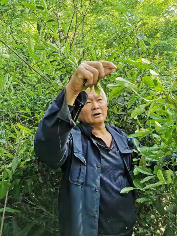 陸桐說茶：許多年后，茶樹長大了，他們卻老了