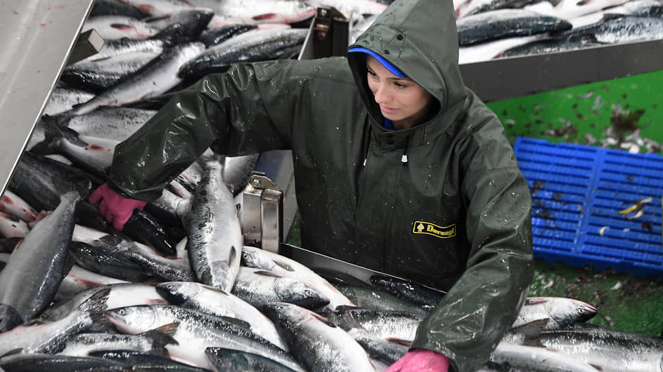 大连海关下禁令，俄副总理责令下属快想办法：恢复对华鱼产品出口