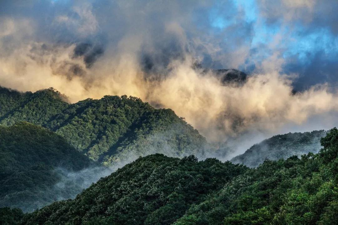 林草科普|中国生物多样性保护 - 重庆林业篇