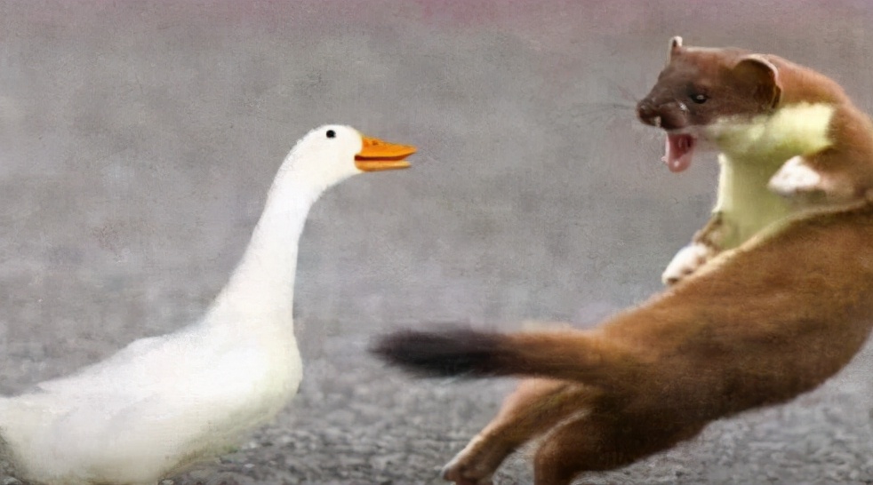 Weasel will rot when stepping on goose feces, and snakes will rot when