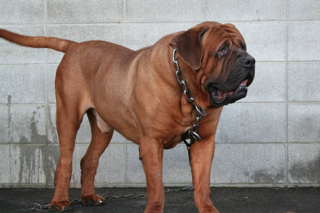 日本土佐犬图片