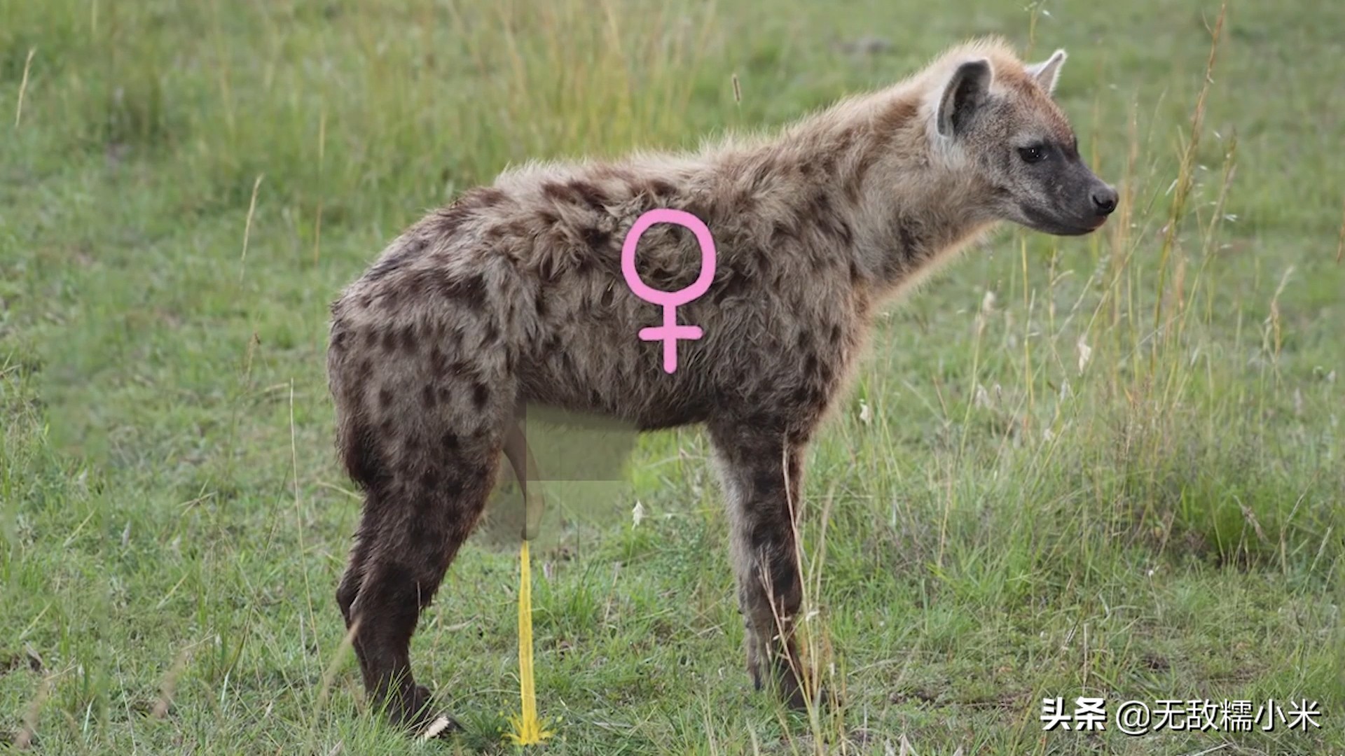 Hyena Mixed With Dog